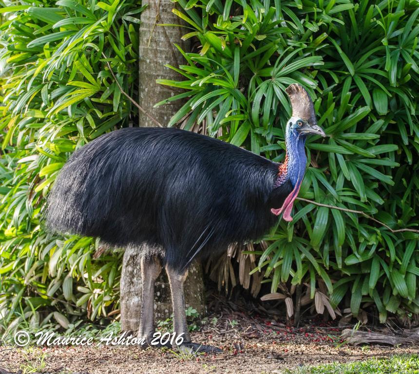Big4 Tasman Holiday Parks - South Mission Beach Esterno foto